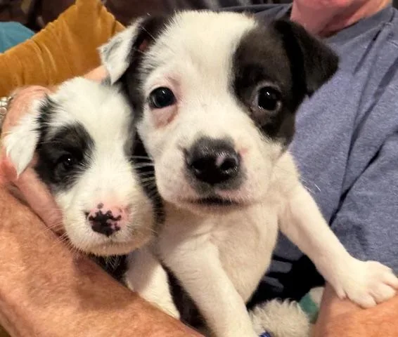 A baby medium-sized female Black Australian Shepherd dog named Cher  Sonny & for adoption in Redwood City, CA