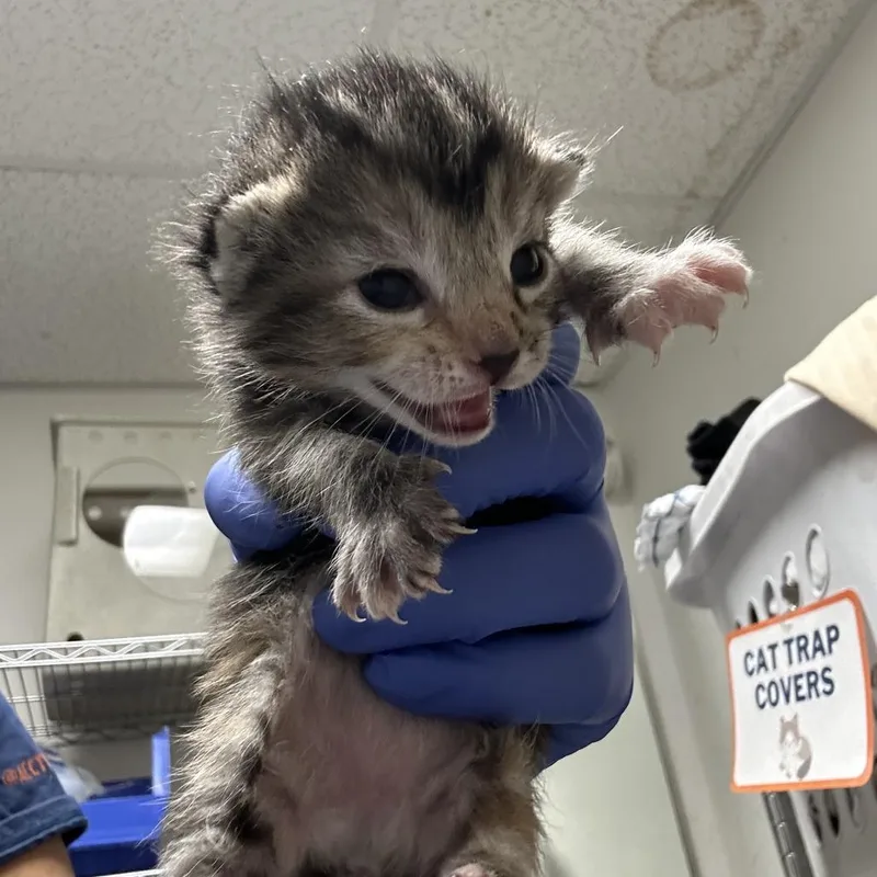 A baby small-sized female Gray / Blue / Silver Domestic Short Hair cat named Dos for adoption in Philadelphia, PA