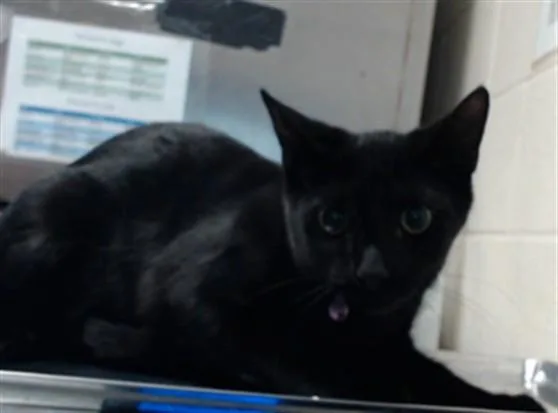 Baby Whiskers