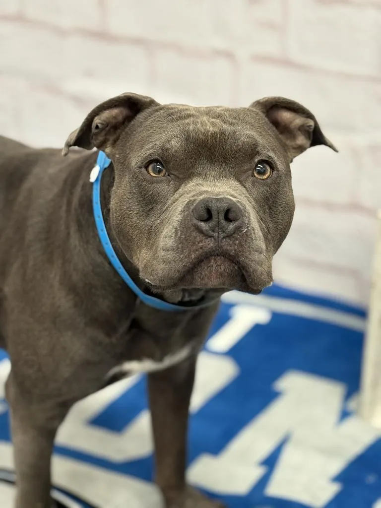 An adult medium-sized male Mixed Breed dog named Metro for adoption in Detroit, MI