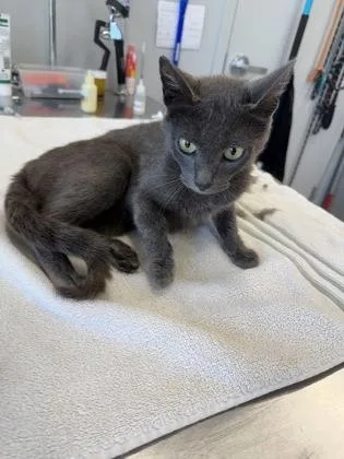 An adult medium-sized female Domestic Short Hair cat named Tina for adoption in Lafayette, IN