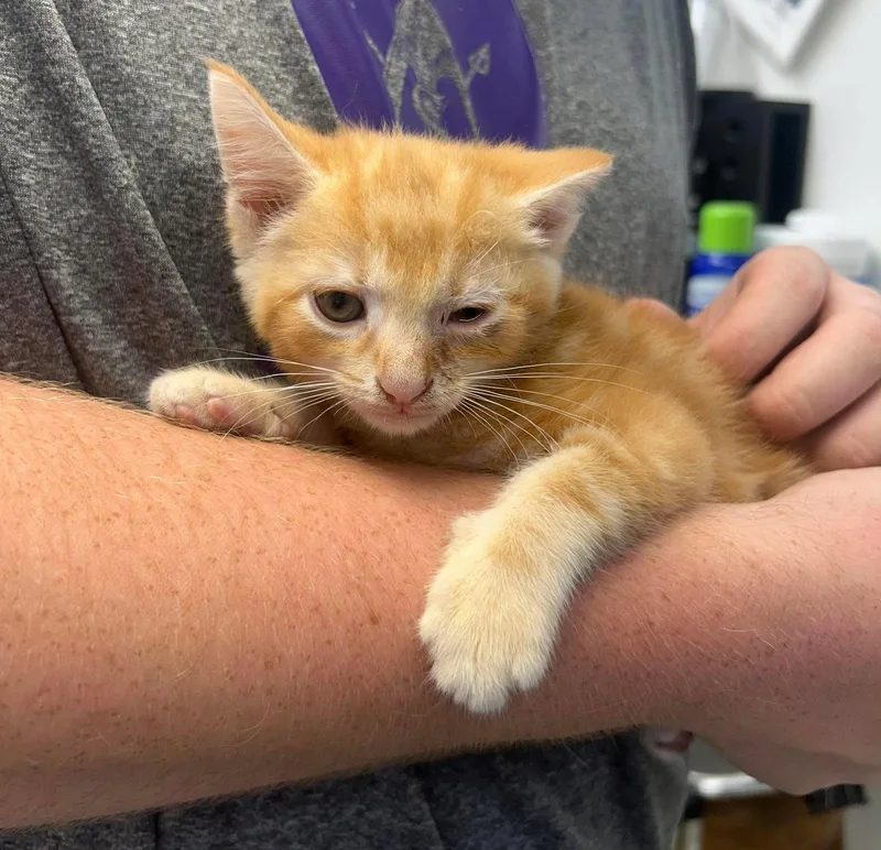 A young medium-sized male Orange / Red Domestic Short Hair cat named Gesibell for adoption in Sullivan, IN