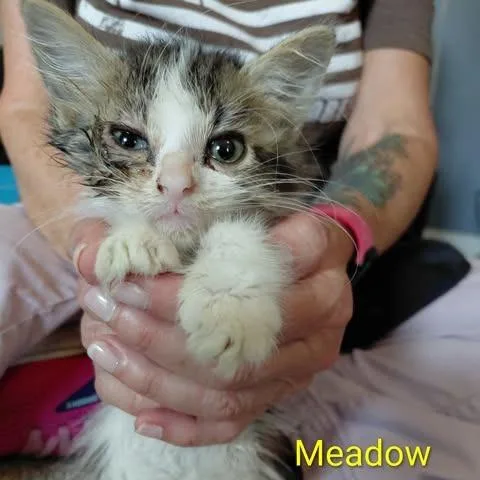 Meadow thumbnail 2