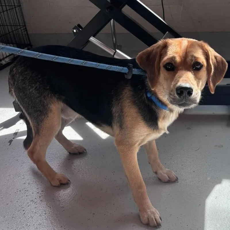 A young medium-sized male Black Mixed Breed dog named Nibbler for adoption in Huntington, WV