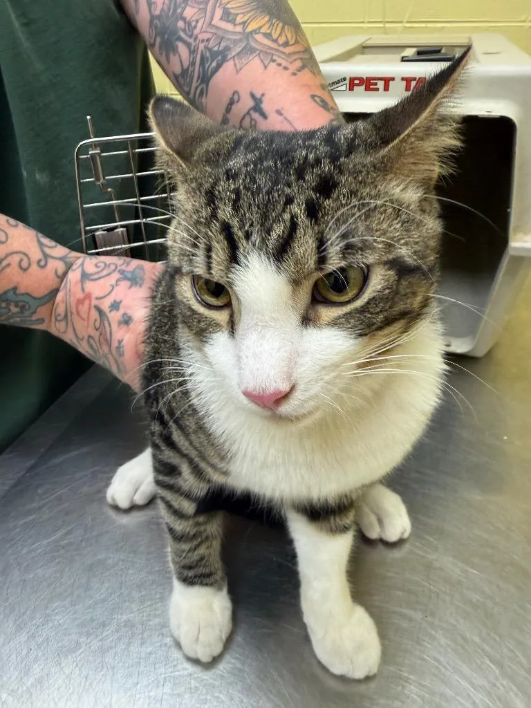 A young small-sized male Domestic Short Hair cat named Tom for adoption in Crossville, TN