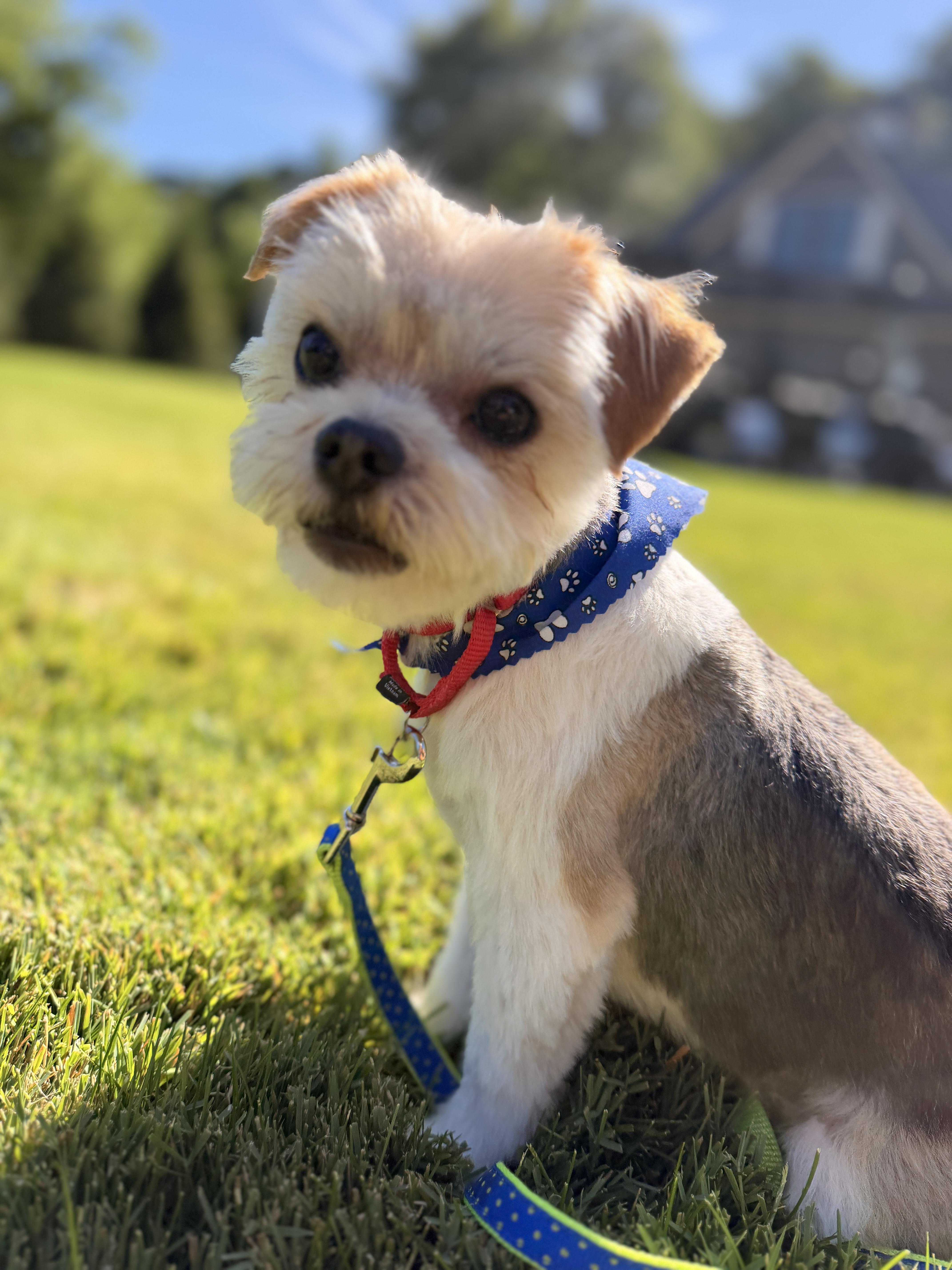 An adult small-sized male Shih Tzu dog named Ray for adoption in Thornwood, NY