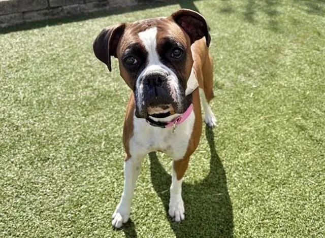 An adult large-sized female Boxer dog named Kyrue for adoption in Saint Louis, MO