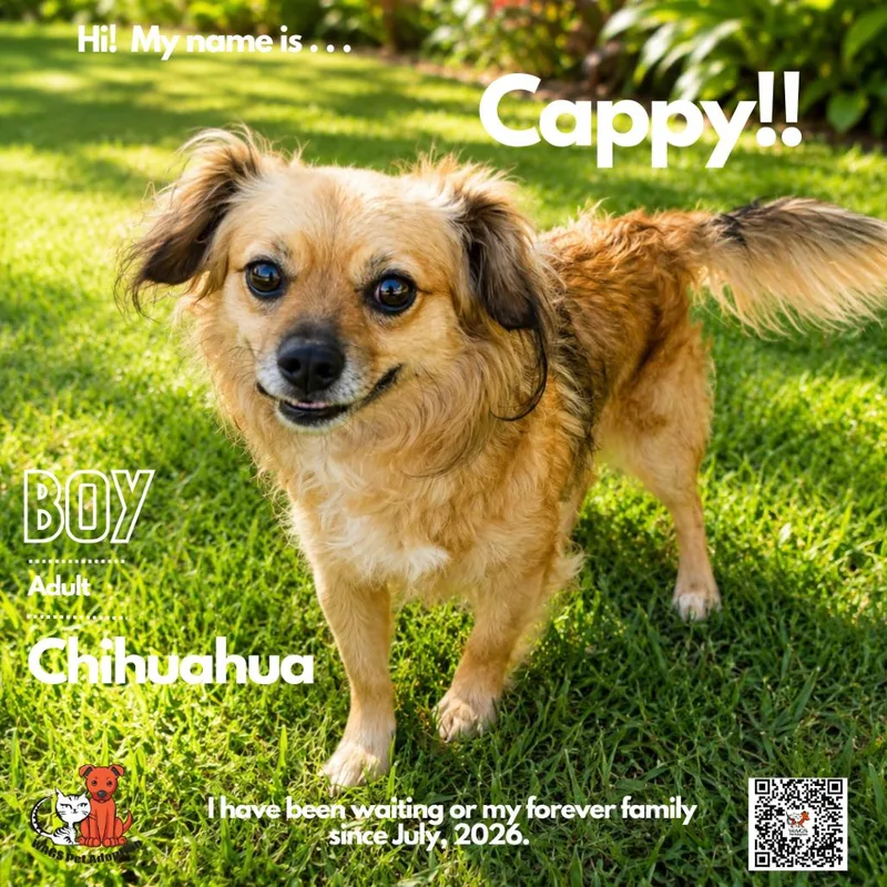 An adult small-sized male Yellow / Tan / Blond / Fawn Chihuahua dog named Cappy for adoption in Westminster, CA