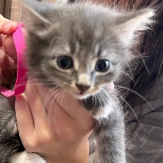 A baby small-sized female Gray / Blue / Silver Domestic Short Hair cat named Florence for adoption in Franklin, TN