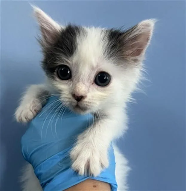 A baby small-sized male Domestic Short Hair cat named Bear for adoption in San Bernardino, CA