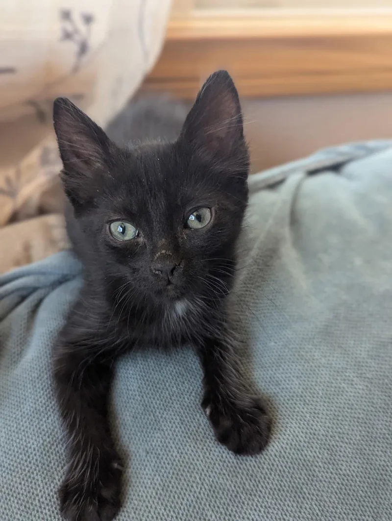 A baby small-sized male Black Domestic Medium Hair cat named Fozzie for adoption in El Centro, CA