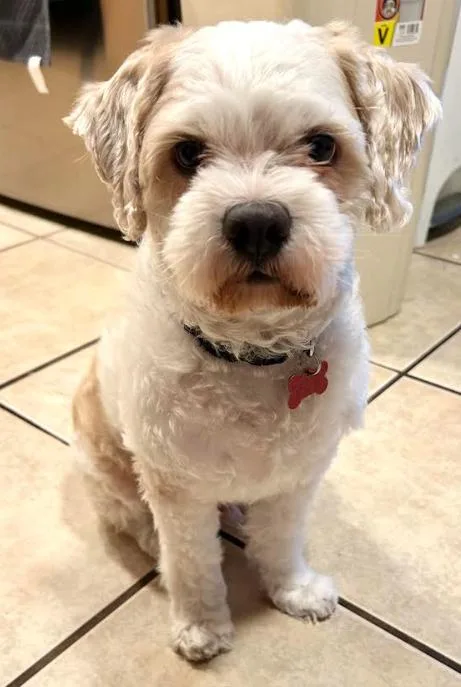 Oso