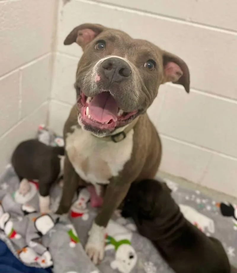 An adult medium-sized female Gray / Blue / Silver Pit Bull Terrier dog named Florence for adoption in Wenonah, NJ