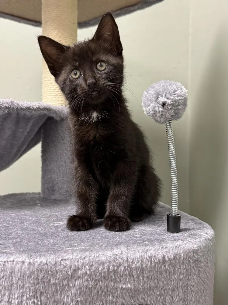 Moonglow Rainbow Brite Sailor thumbnail 2