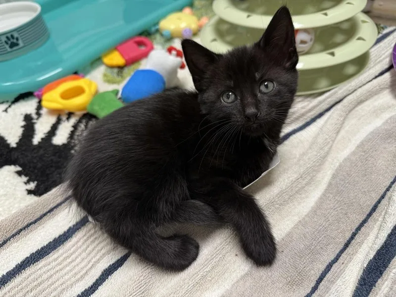 Moonglow Rainbow Brite Sailor thumbnail 4