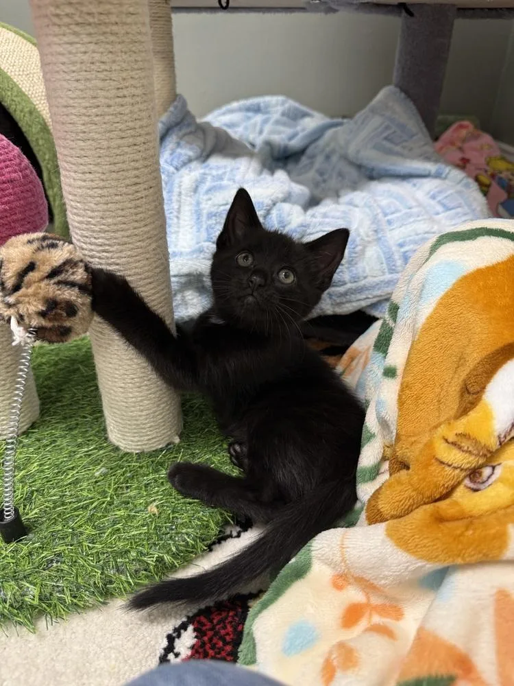 Moonglow Rainbow Brite Sailor thumbnail 6