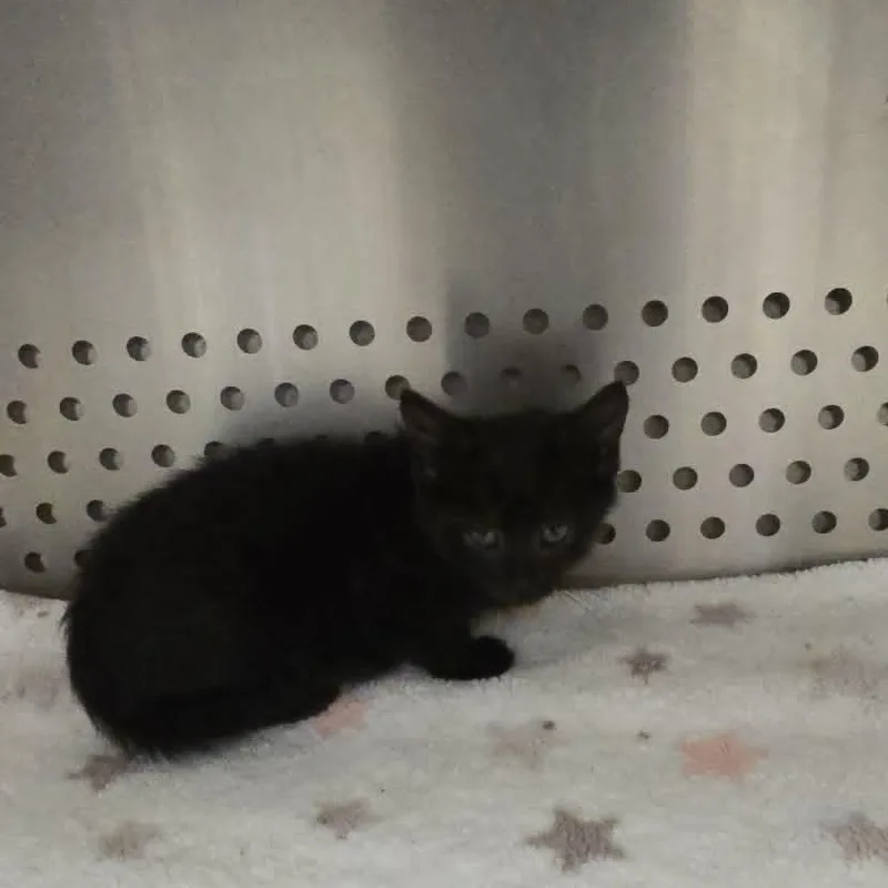 A baby medium-sized female Black Domestic Short Hair cat named Lumi for adoption in Orange, VA