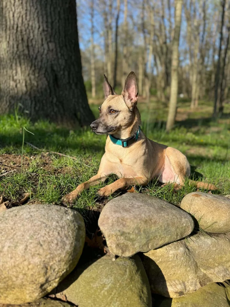 An adult medium-sized male Mixed Breed dog named Gizmo for adoption in Richland , MI