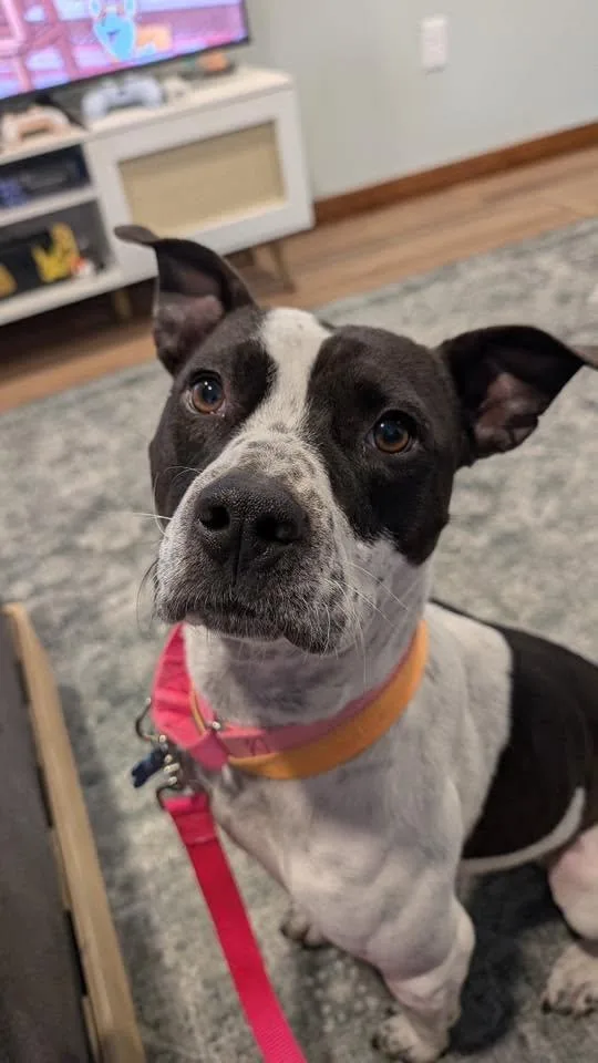 Harlan