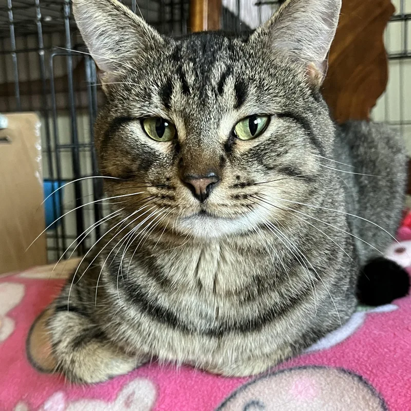 An adult medium-sized male Tabby (Brown / Chocolate) Domestic Short Hair cat named Jaxson for adoption in Moline, IL