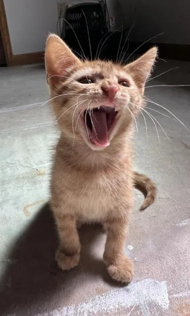 A baby small-sized male Domestic Medium Hair cat named Gumdrop for adoption in Broomfield, CO