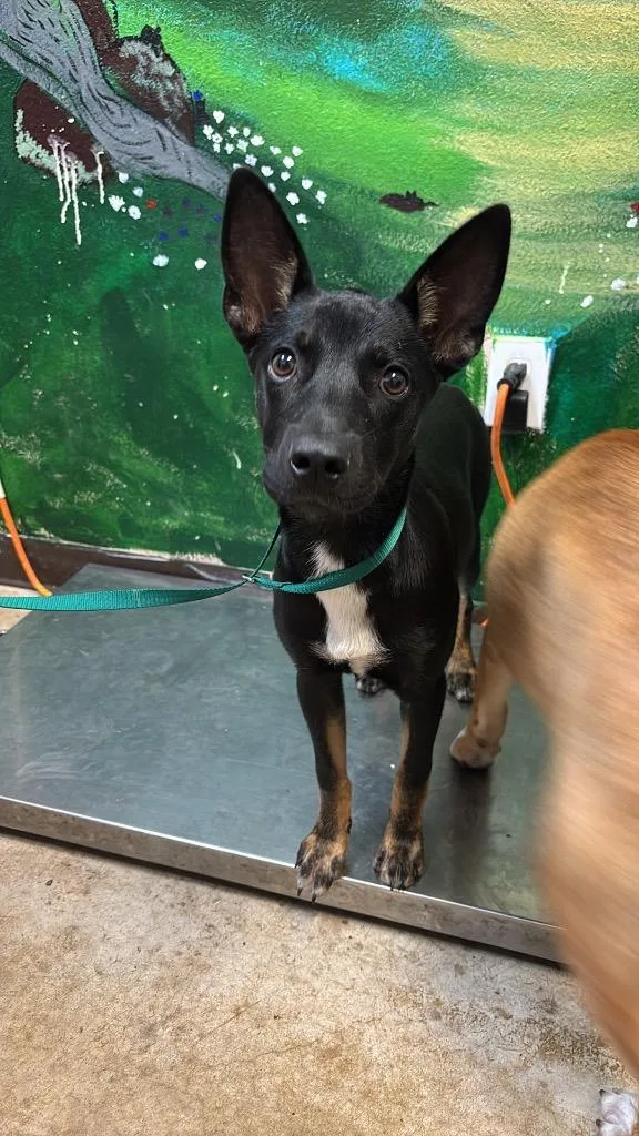 A baby medium-sized female Shepherd dog named Bonnie for adoption in New Braunfels, TX