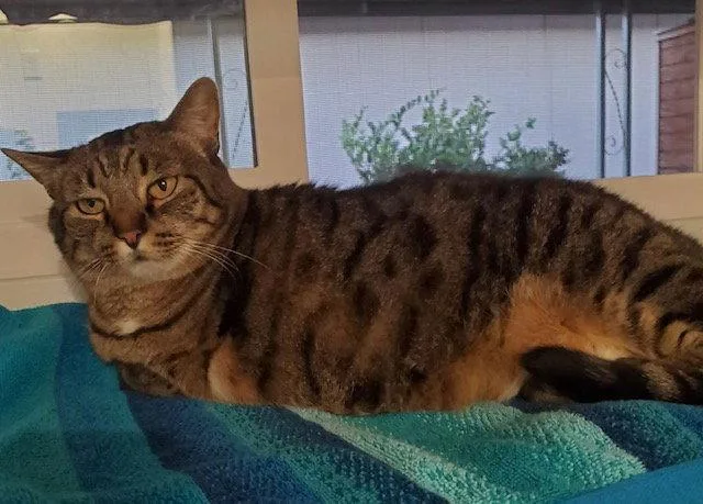 An adult medium-sized female Tabby cat named Borris & Lana  for adoption in San Luis Obispo, CA