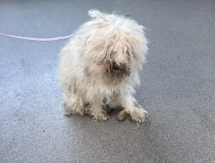 An adult small-sized male Mixed Breed dog named Powder for adoption in West Chester, PA