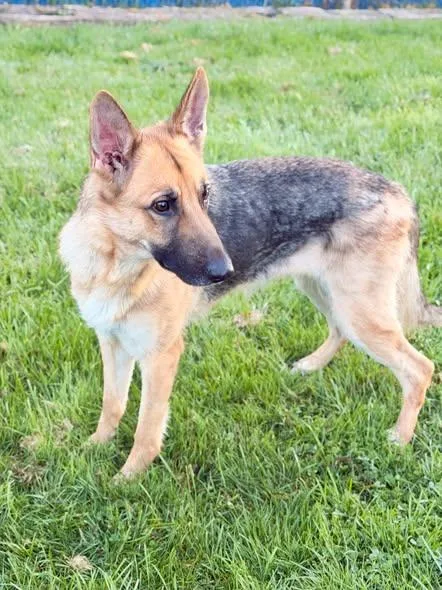 A young large-sized female German Shepherd Dog named Mystic for adoption in Millersburg, OH