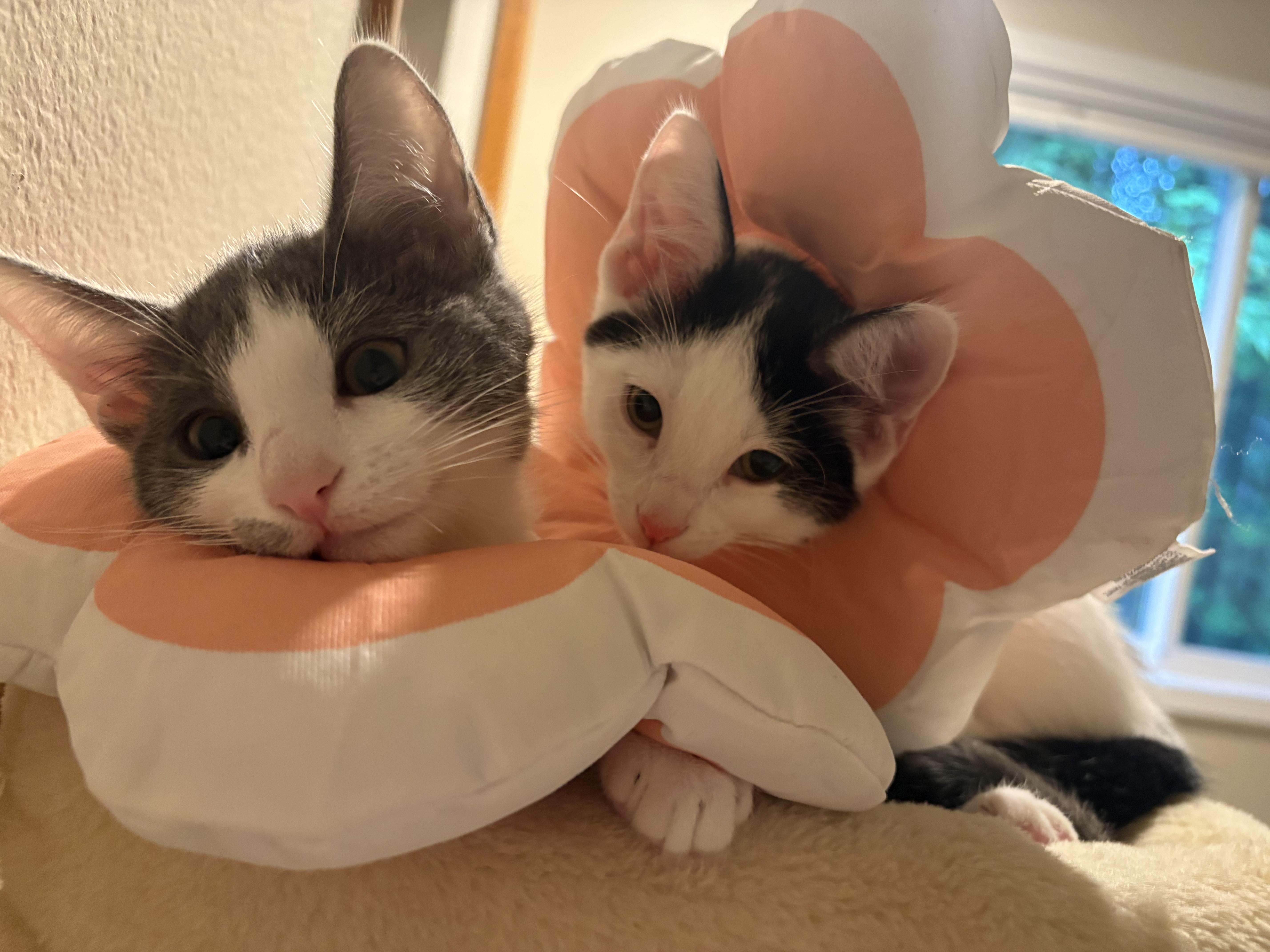 A baby medium-sized female Black & White / Tuxedo Domestic Short Hair cat named Wasabi for adoption in Woodinville, WA