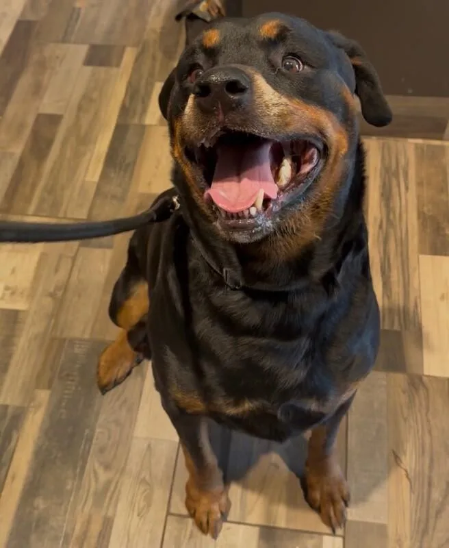 An adult medium-sized male Black Rottweiler dog named Bubba for adoption in Osseo, MI