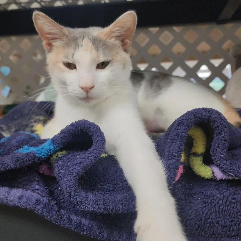 An adult medium-sized female White Domestic Short Hair cat named Blanche for adoption in Kennett Square, PA