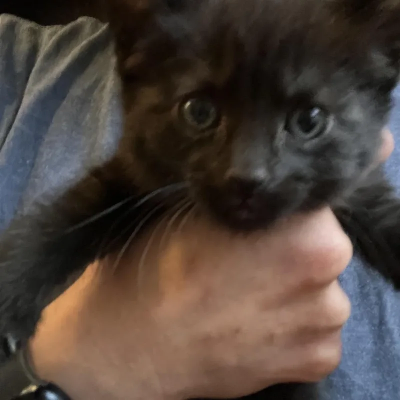 A baby small-sized female Black Domestic Short Hair cat named Sesame for adoption in North Branford, CT