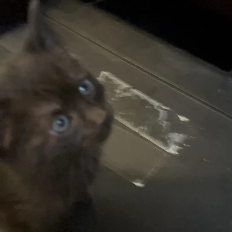 Sesame thumbnail 3