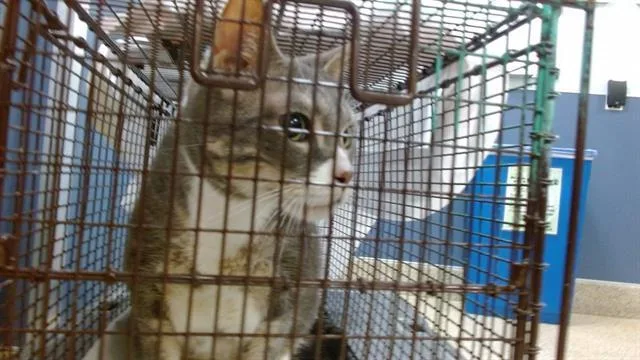 An adult small-sized male Domestic Short Hair cat named Magic for adoption in Miami, FL