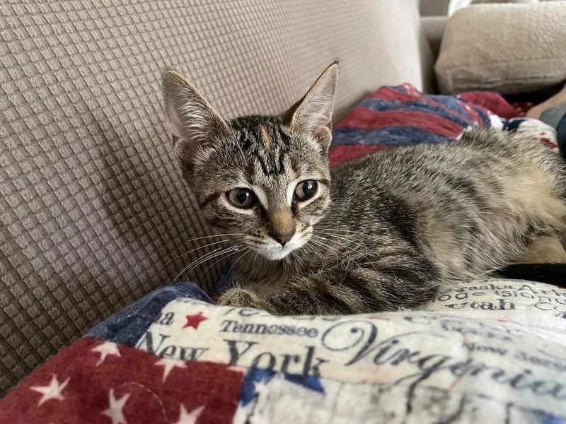 An adult medium-sized female Domestic Short Hair cat named Ruru for adoption in Walled Lake, MI
