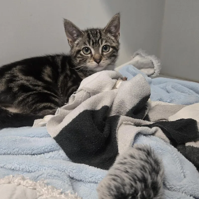 A baby small-sized male Brown / Chocolate Domestic Short Hair cat named Cabbie for adoption in Dearborn, MI