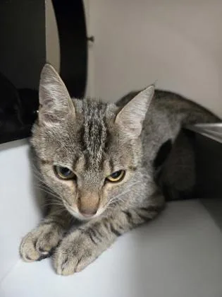 A young medium-sized female Domestic Short Hair cat named Princess for adoption in Savannah, GA