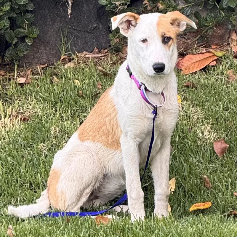 A young medium-sized female White / Cream Mixed Breed dog named Sunflower for adoption in San Francisco, CA