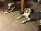 Lucky and Piper thumbnail 2