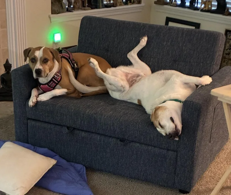 Lucky and Piper thumbnail 4