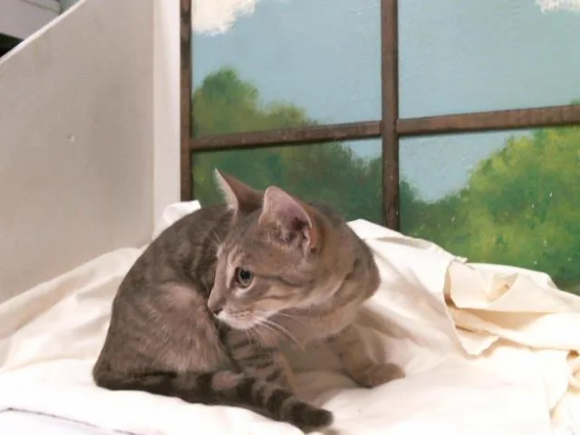 A baby small-sized male Domestic Short Hair cat named Martin for adoption in Houston, TX