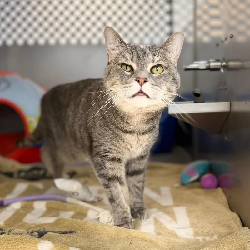 An adult medium-sized female Domestic Short Hair cat named Ash for adoption in Portage, MI