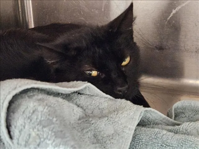 An adult medium-sized female Domestic Short Hair cat named Betty for adoption in Los Angeles, CA