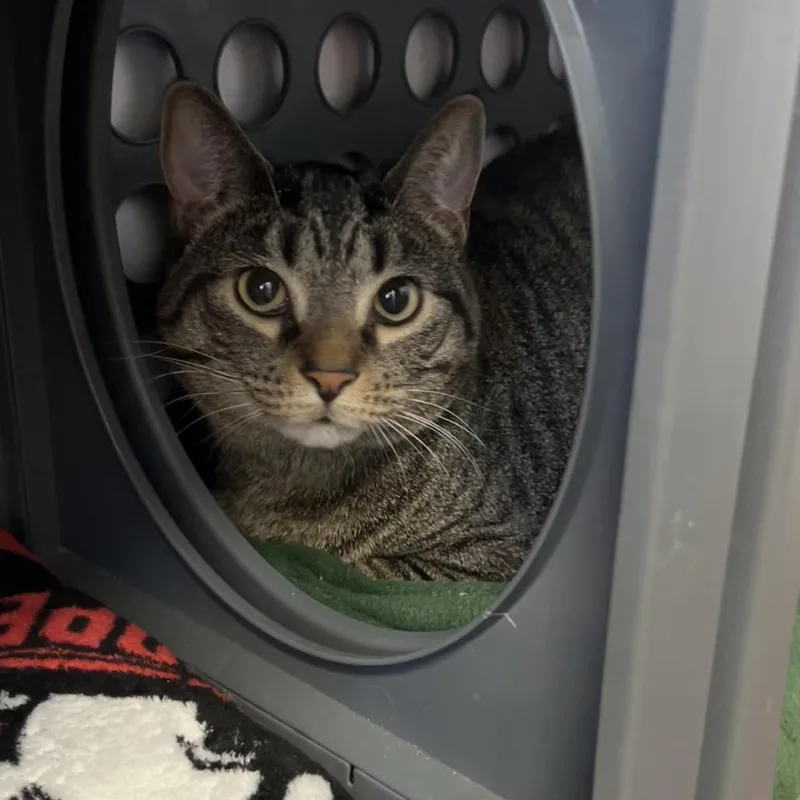 An adult large-sized female Brown / Chocolate Domestic Short Hair cat named Velcro for adoption in Port Richey, FL