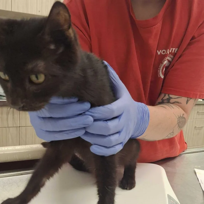 A young small-sized female Black Domestic Short Hair cat named Porcini for adoption in Chattanooga, TN