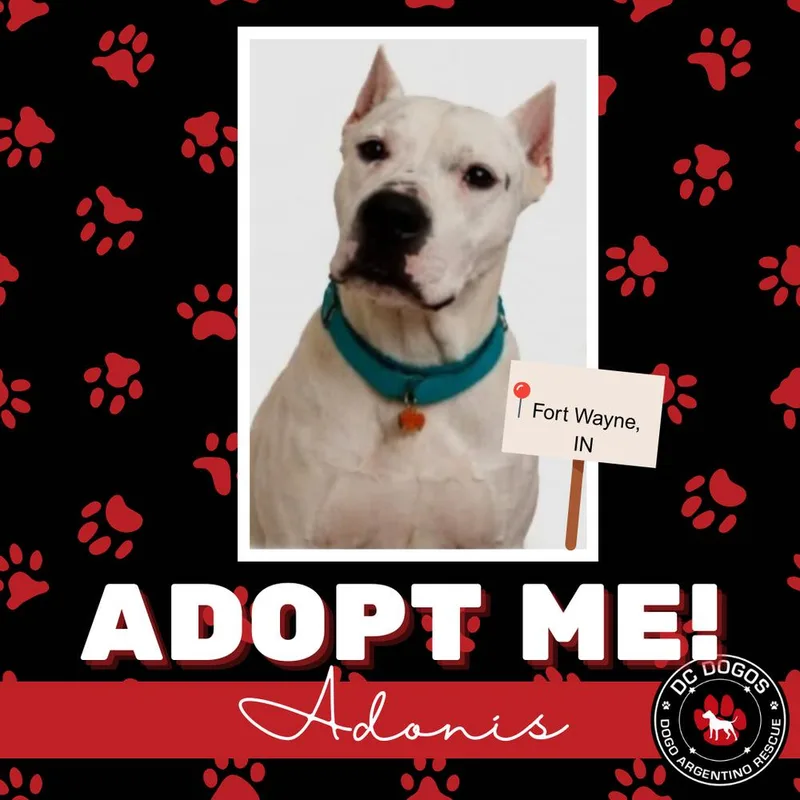 An adult extra large-sized male Dogo Argentino dog named Adonis for adoption in Tampa, FL