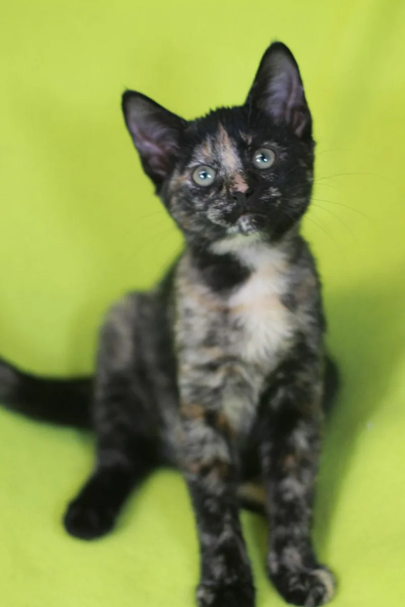 A baby small-sized female Domestic Short Hair cat named Amber  Meet Me for adoption in Cookeville, TN