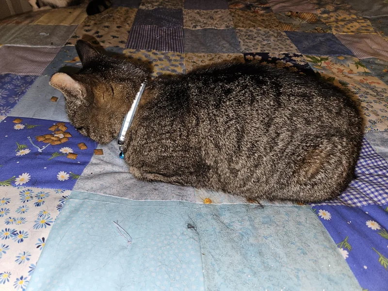 A young large-sized female Domestic Short Hair cat named Robin for adoption in Mansfield, PA