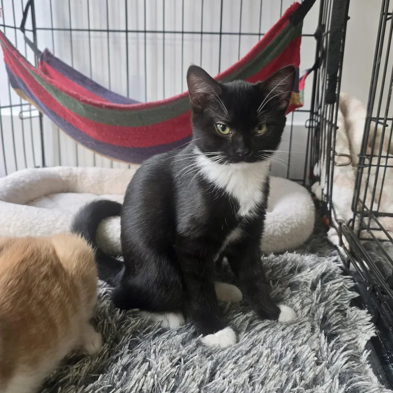 A baby small-sized female Black & White / Tuxedo Domestic Short Hair cat named Spicatto for adoption in Richmond, VA